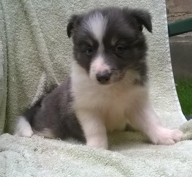 Border-Collie--stene