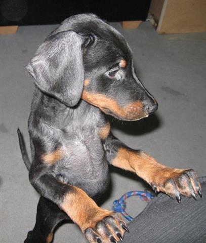 Stenad-dobermana