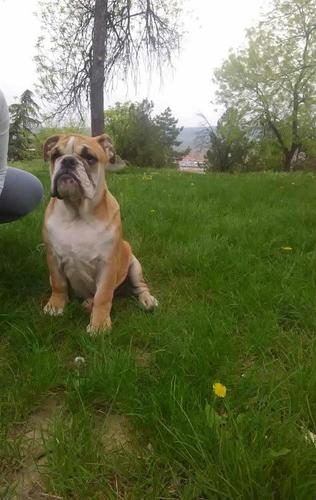Engleski buldog stenad