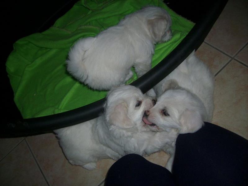 COTON-DE-TULEAR-ŠTENCI