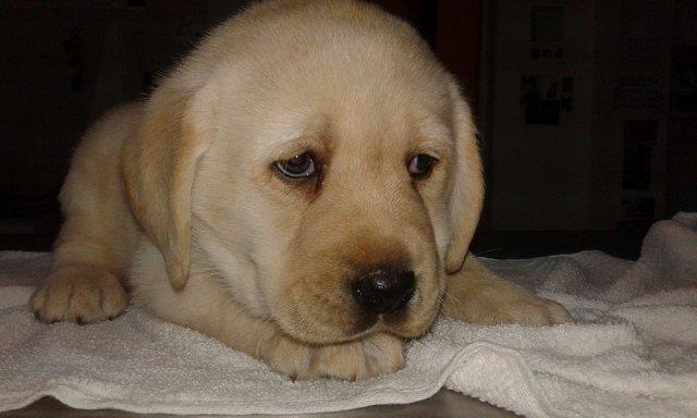 Labrador-štenci