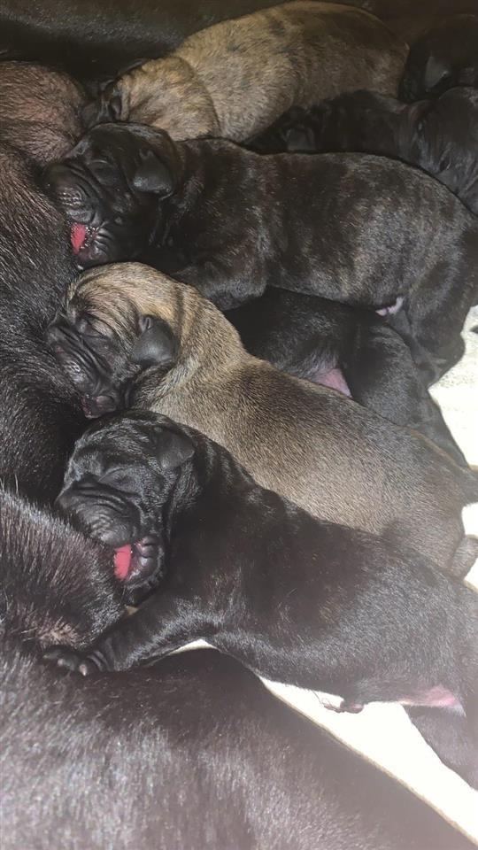 Cane-Corso-štenci