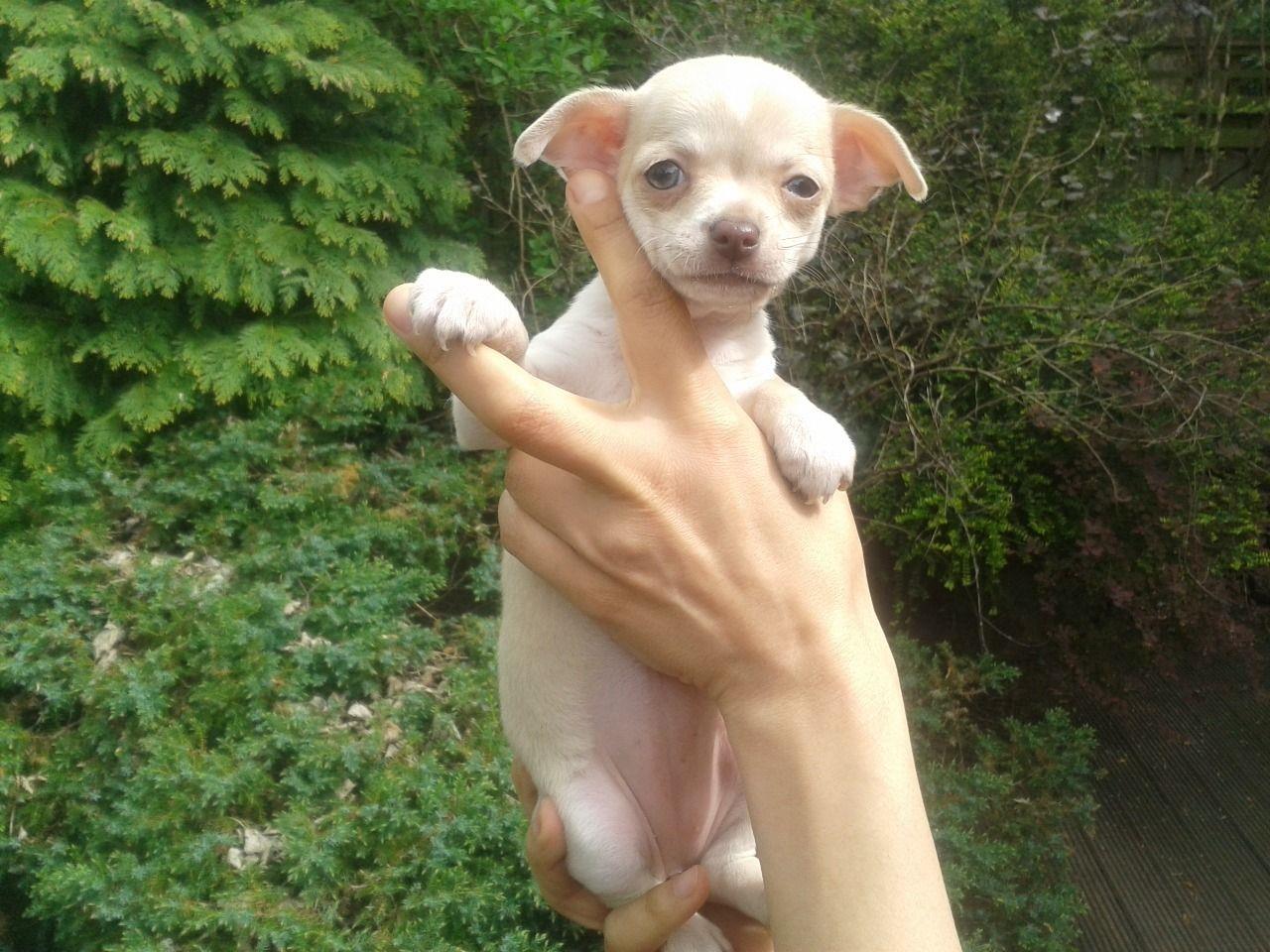 Chihuahua-psi-i-štenci-za-prodaju