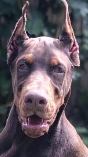 Doberman štene, 3 meseca! 
