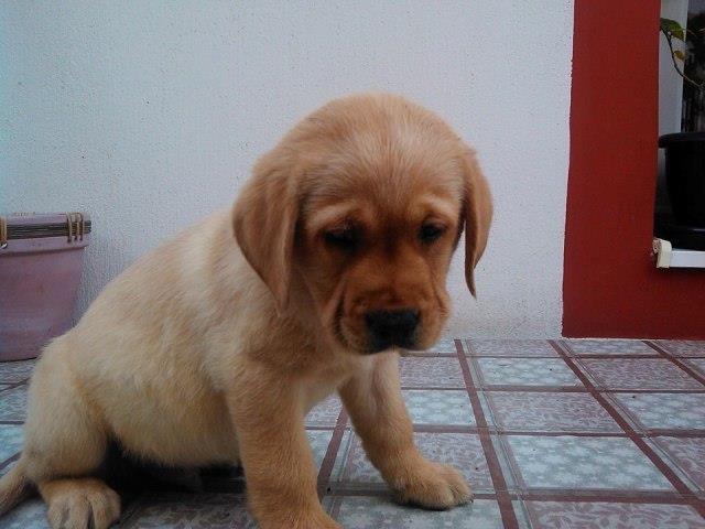 Labrador-retriver-stenci