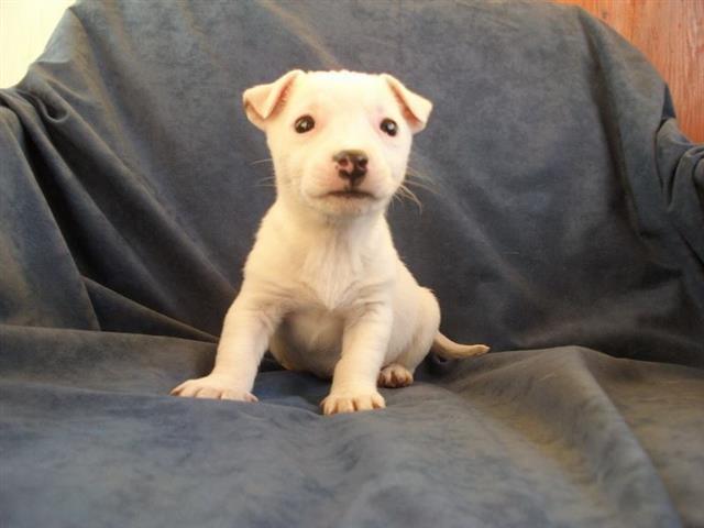 Jack Russell Terrier