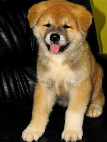 Akita-inu