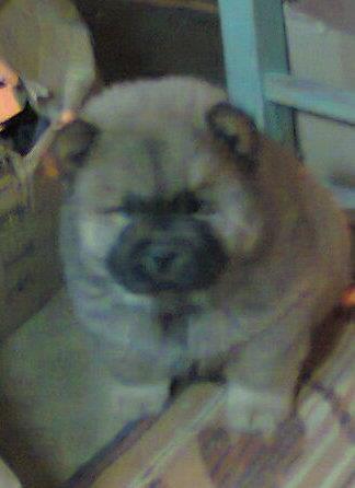 Chow-chow