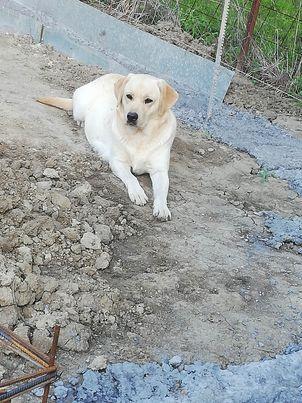 Labrador-retriver-štenci-