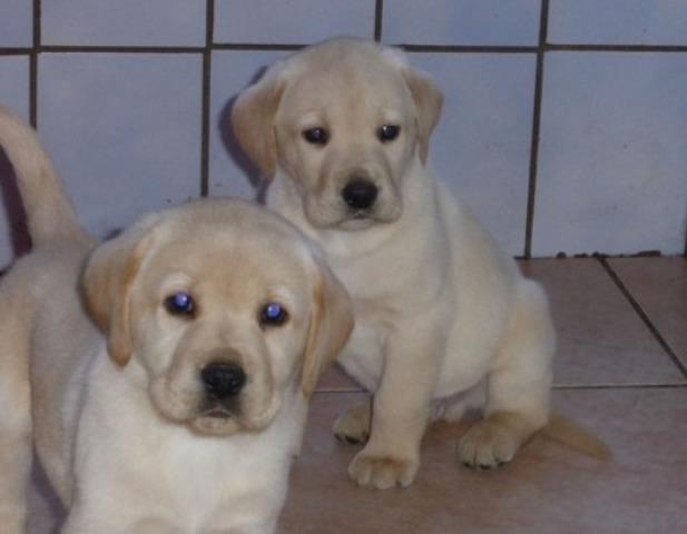 Labrador--stenci