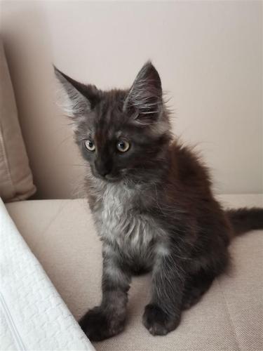 Maine Coon, mace