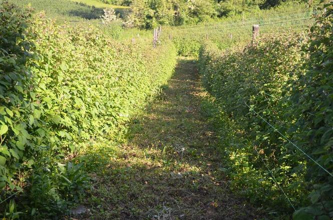Trazim radnice za berbu maline