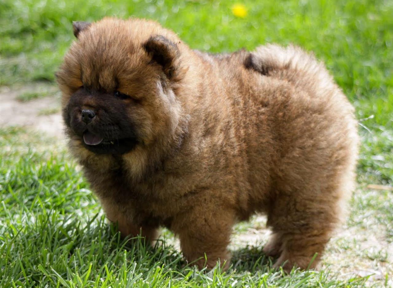 Chow-chow-