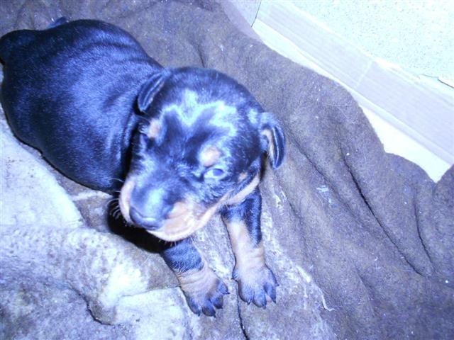 Dobermani