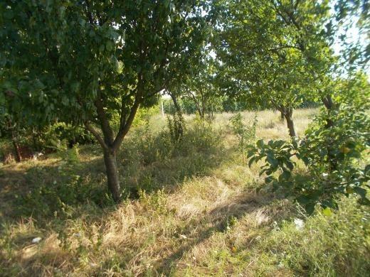Kuce-Salaš-pored-Sente