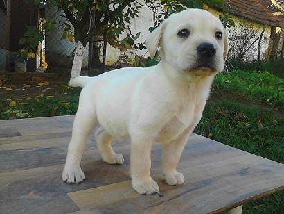 LABRADOR-stenad-