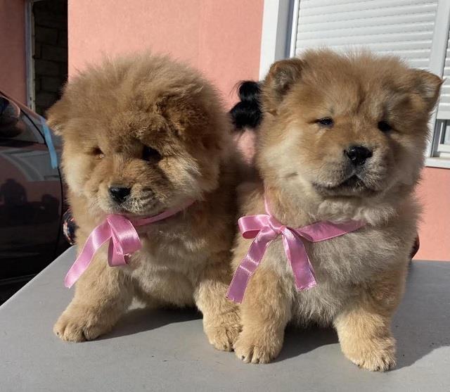 Chow-chow-štenci