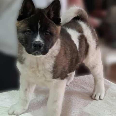 Američka-Akita--štenci