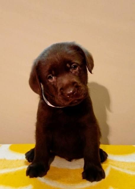 Labrador-Retriver--štenci