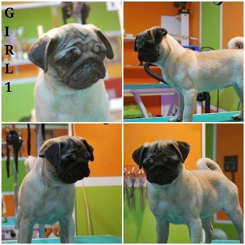 Mops---stenci-