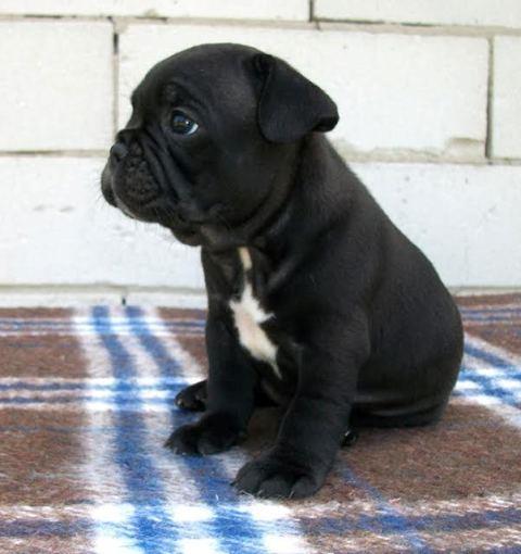 Francuski-Buldog-