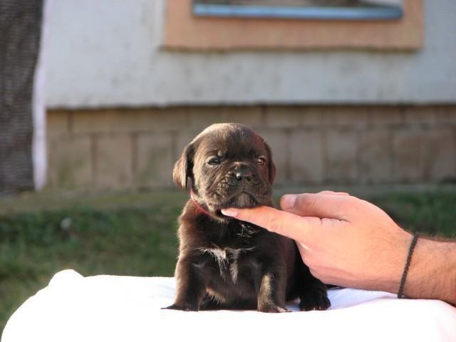 Cane-corso--sivi-stenci