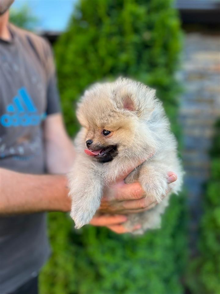Pomeranac-mini