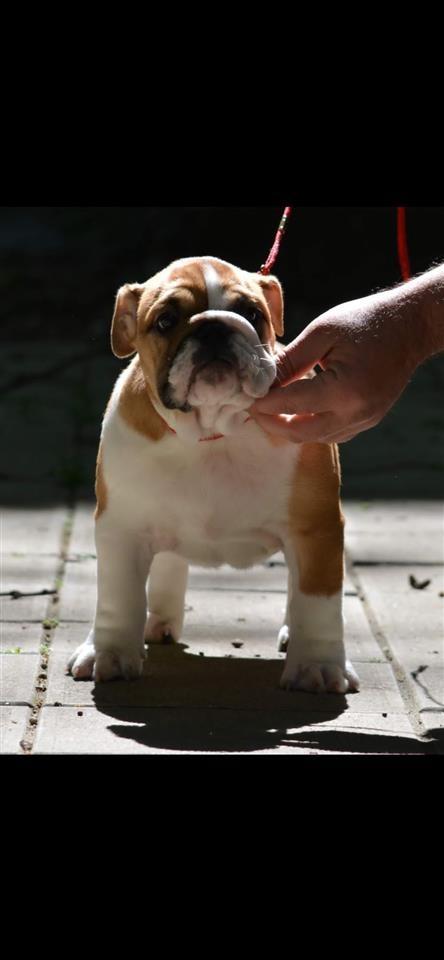 Engleski-buldog