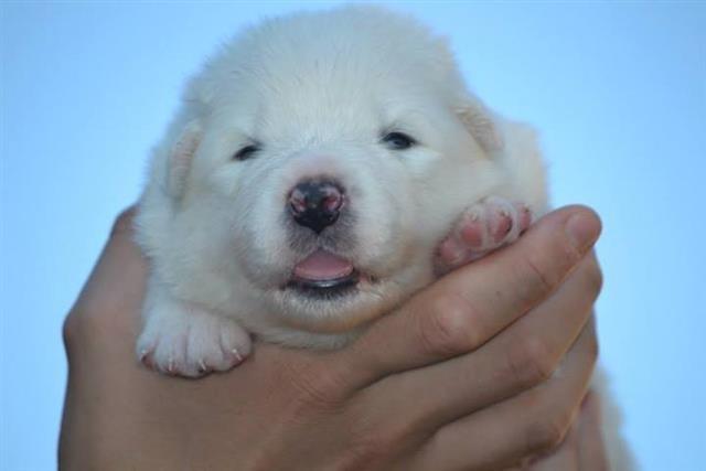 Sibirski-samojed