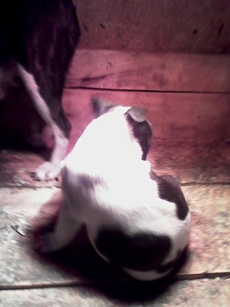Boston-terrier--stenad