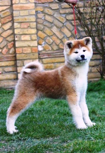 Akita-Inu-stenci
