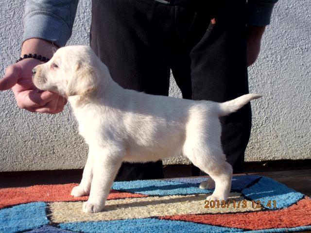 Labrador Retriver, stenci 