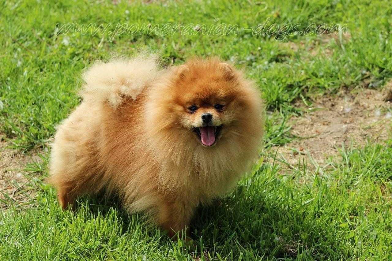 Pomeranac-mlad-muzjak