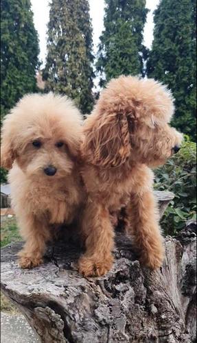 Prelepi MALTIPOO štenci