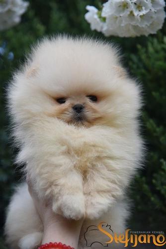 Tea cup pomeranac