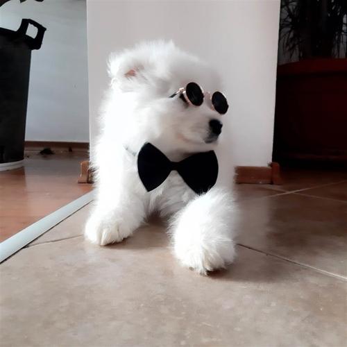 Samojed štenci