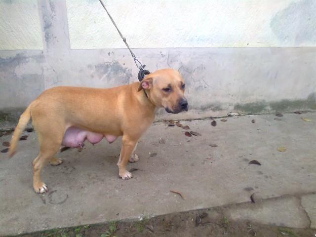 Americki-pit-bul-terijer-stenad---APBT