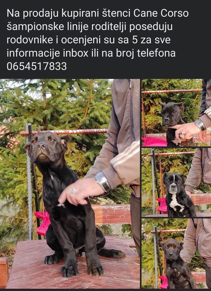Štenci-Cane-Corso-na-prodaju