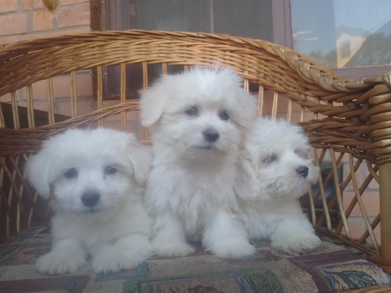 Coton-de-Tulear--Tulearski-pas-