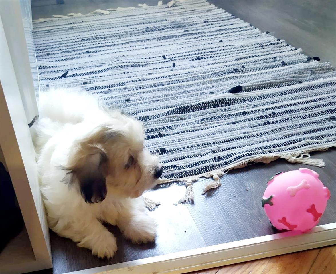 Coton-de-Tulear