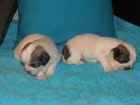 Coton-de-Tulear-Stenci