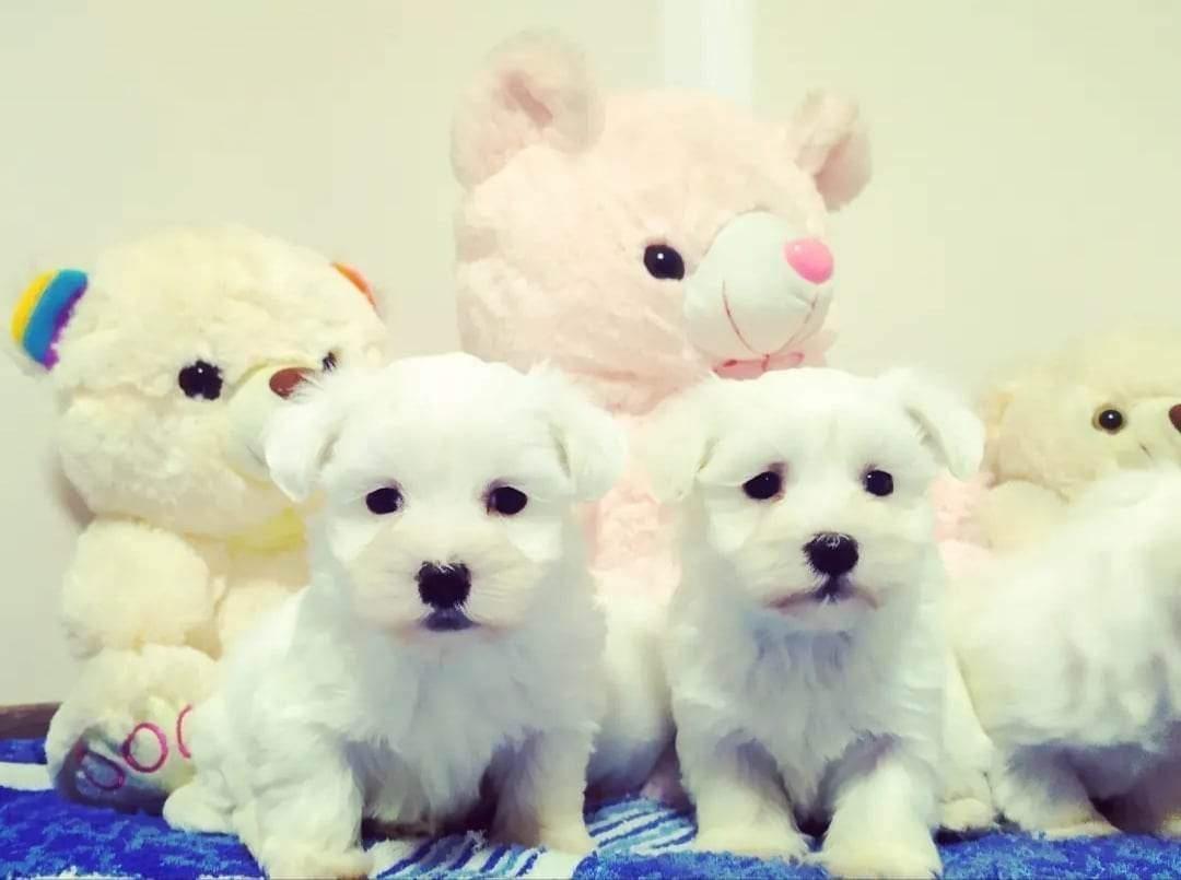 Maltezer