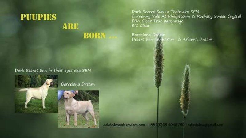 Labrador-retriver-stenci-