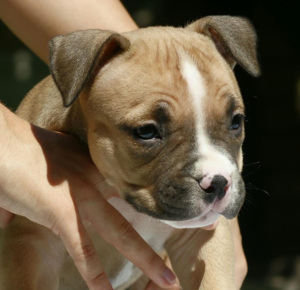 American-bully--Američki-buli-