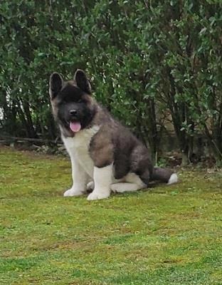 Američka akita, štenci