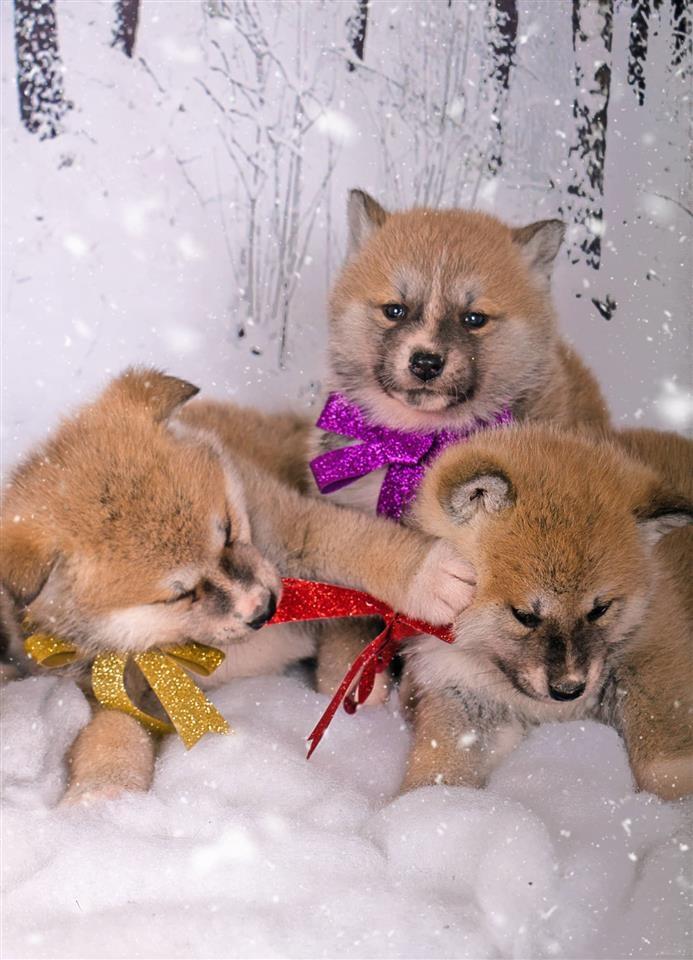 Akita-inu-štenci