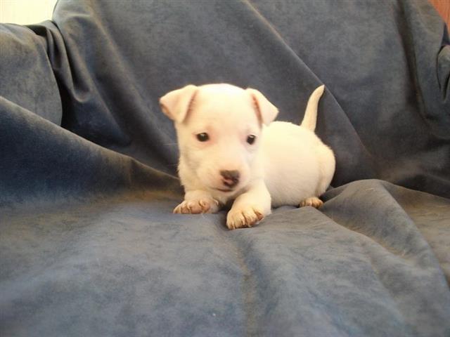 Jack-Russell-Terrier