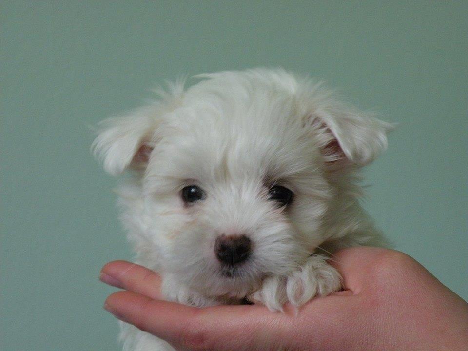 Maltezer