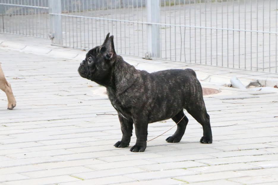 Francuski-buldog