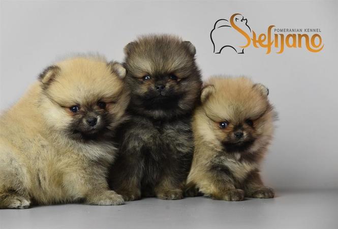 Pomeranac Boo stenci